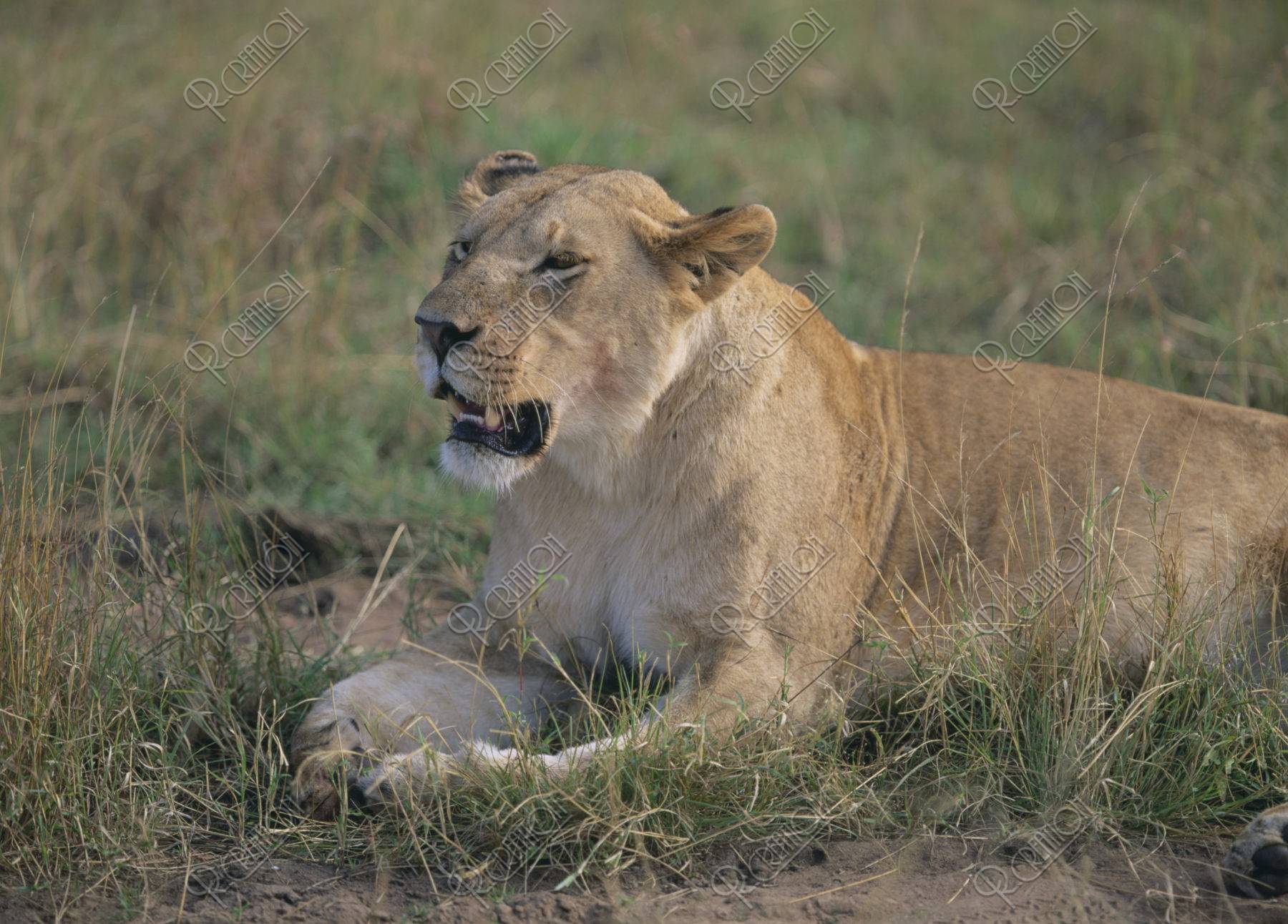 ライオンの雌 ケニア マサイマラ