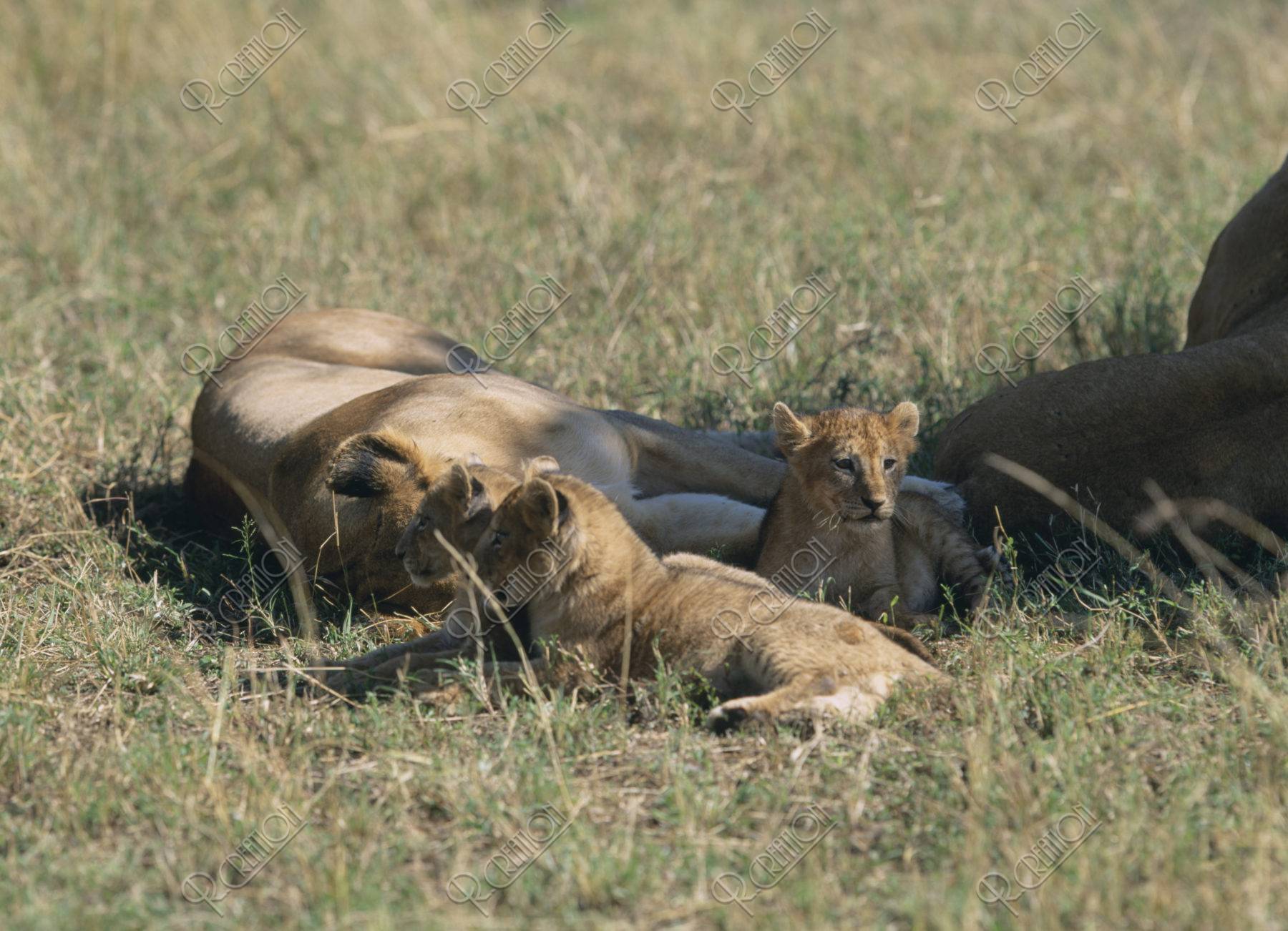 ライオンの家族 ケニア マサイマラ