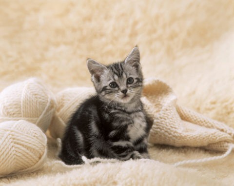 編み物と子猫