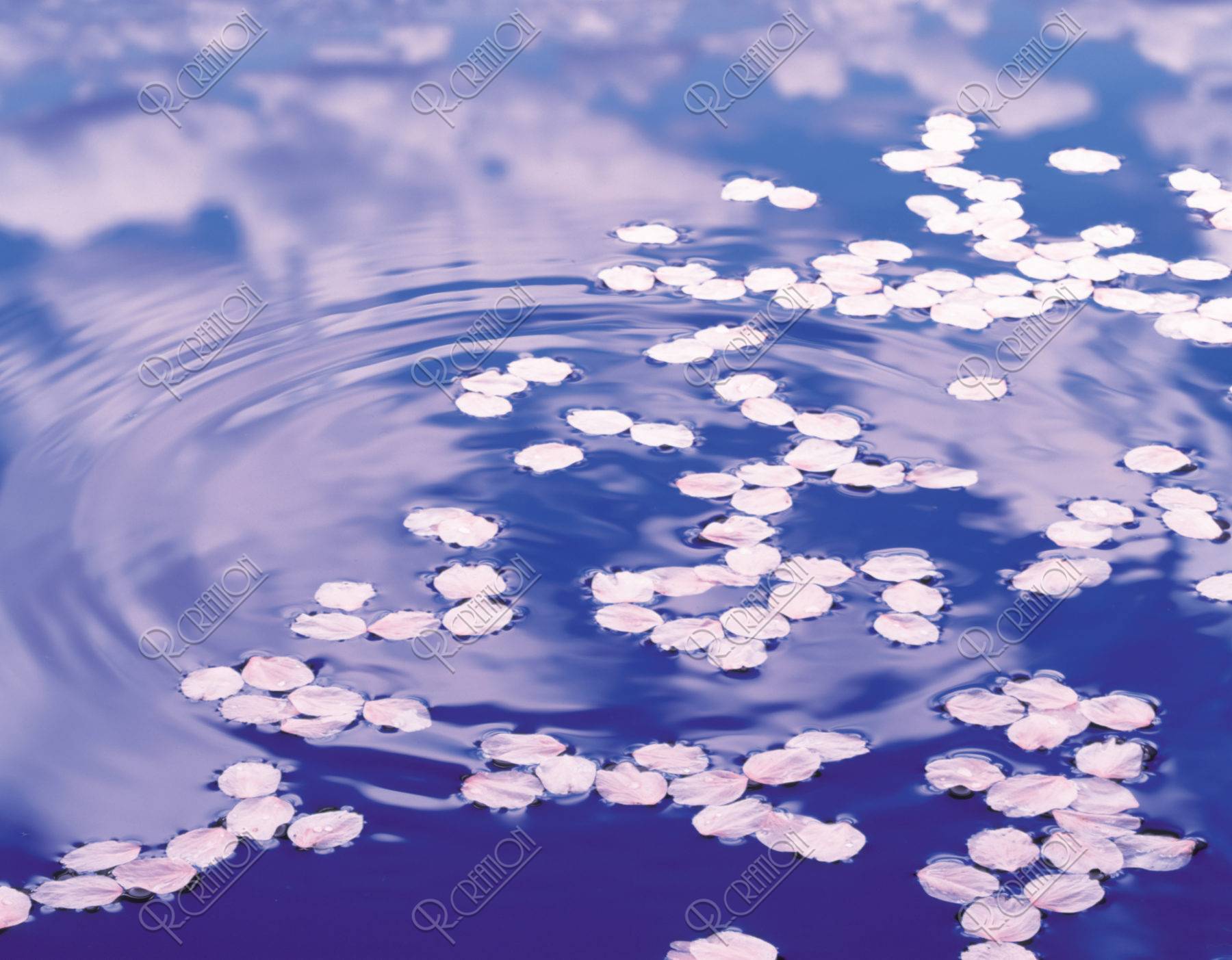 水面の桜の花びら