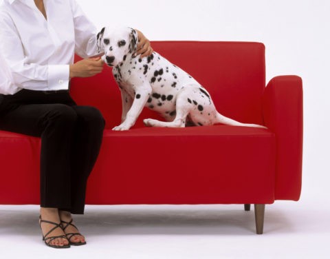 ソファーに座る人と犬