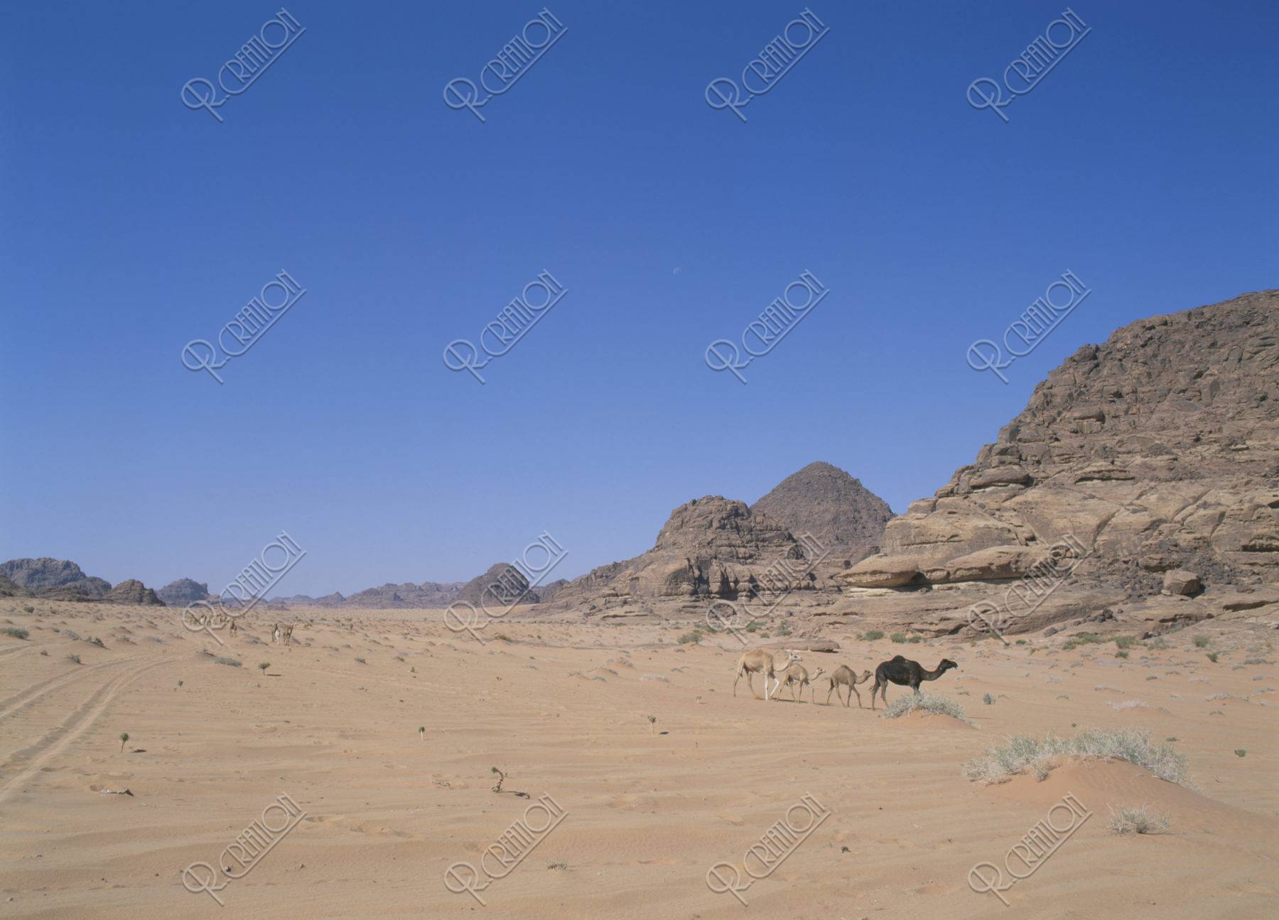 ネフド砂漠とラクダ
