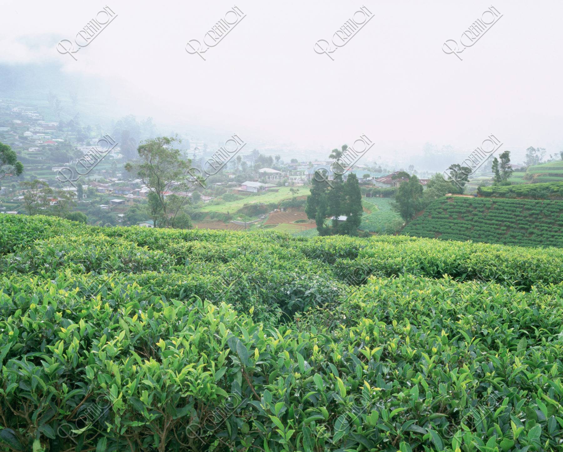 朝の紅茶畑