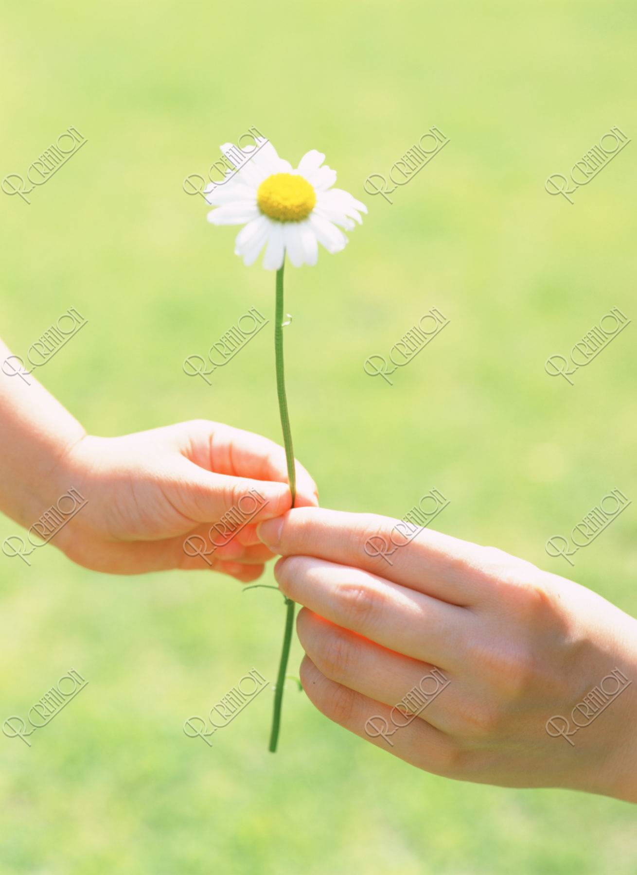 白い花を持つ母と子の手