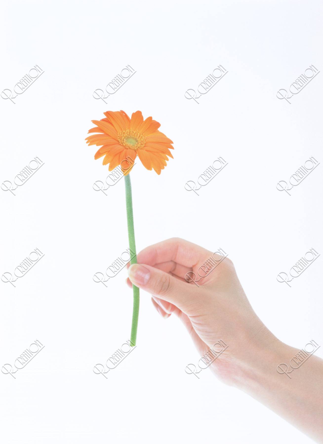 花を持つ手