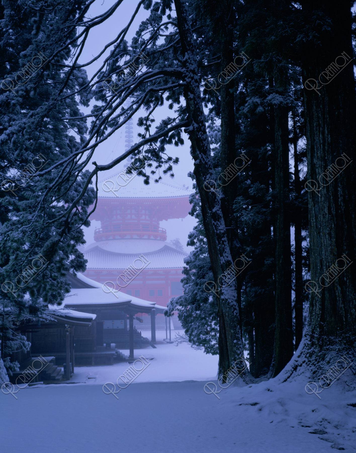 高野山 雪の大塔と杉 Ｗ