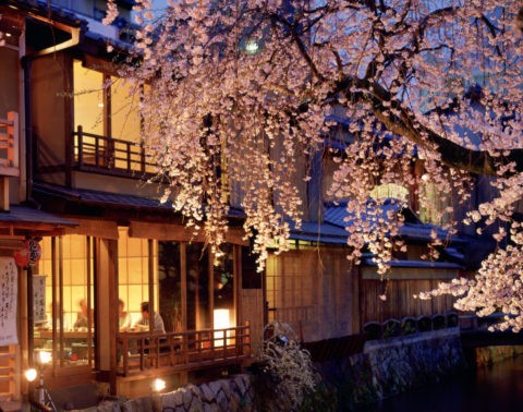 夜桜 祇園白川