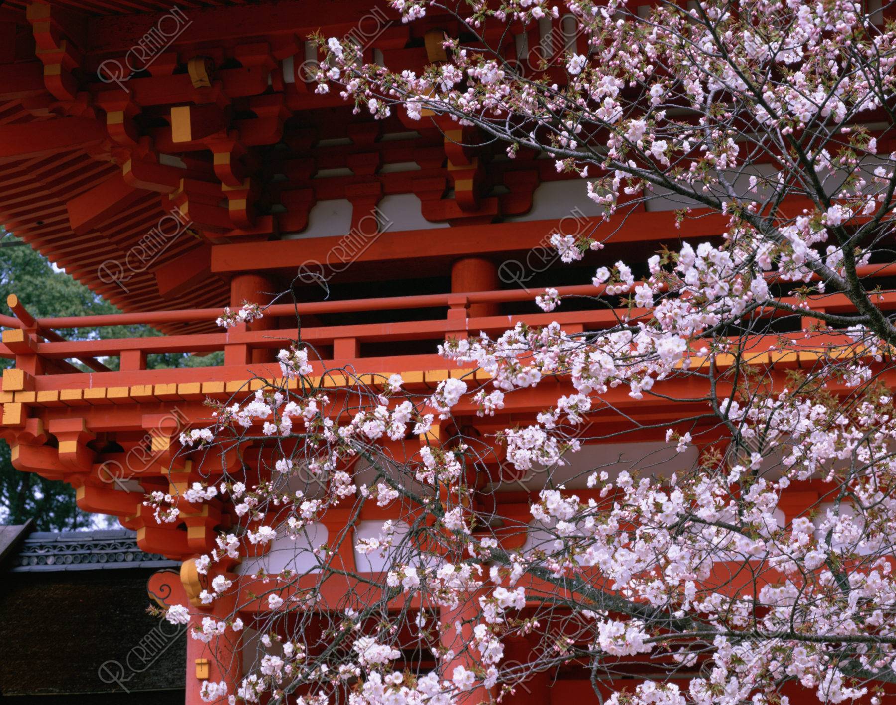 桜と三門 上賀茂神社 Ｗ