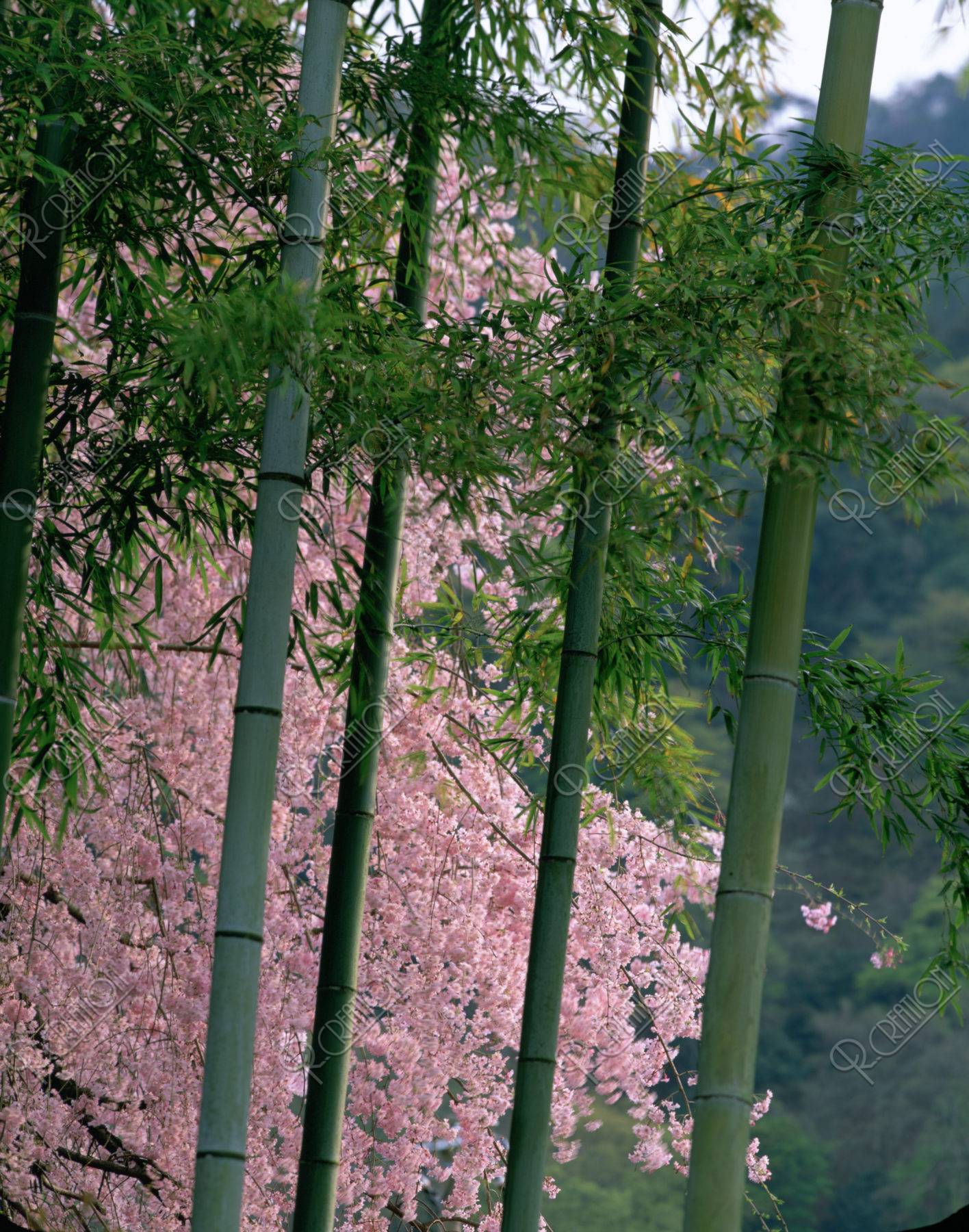 竹と桜 嵐山