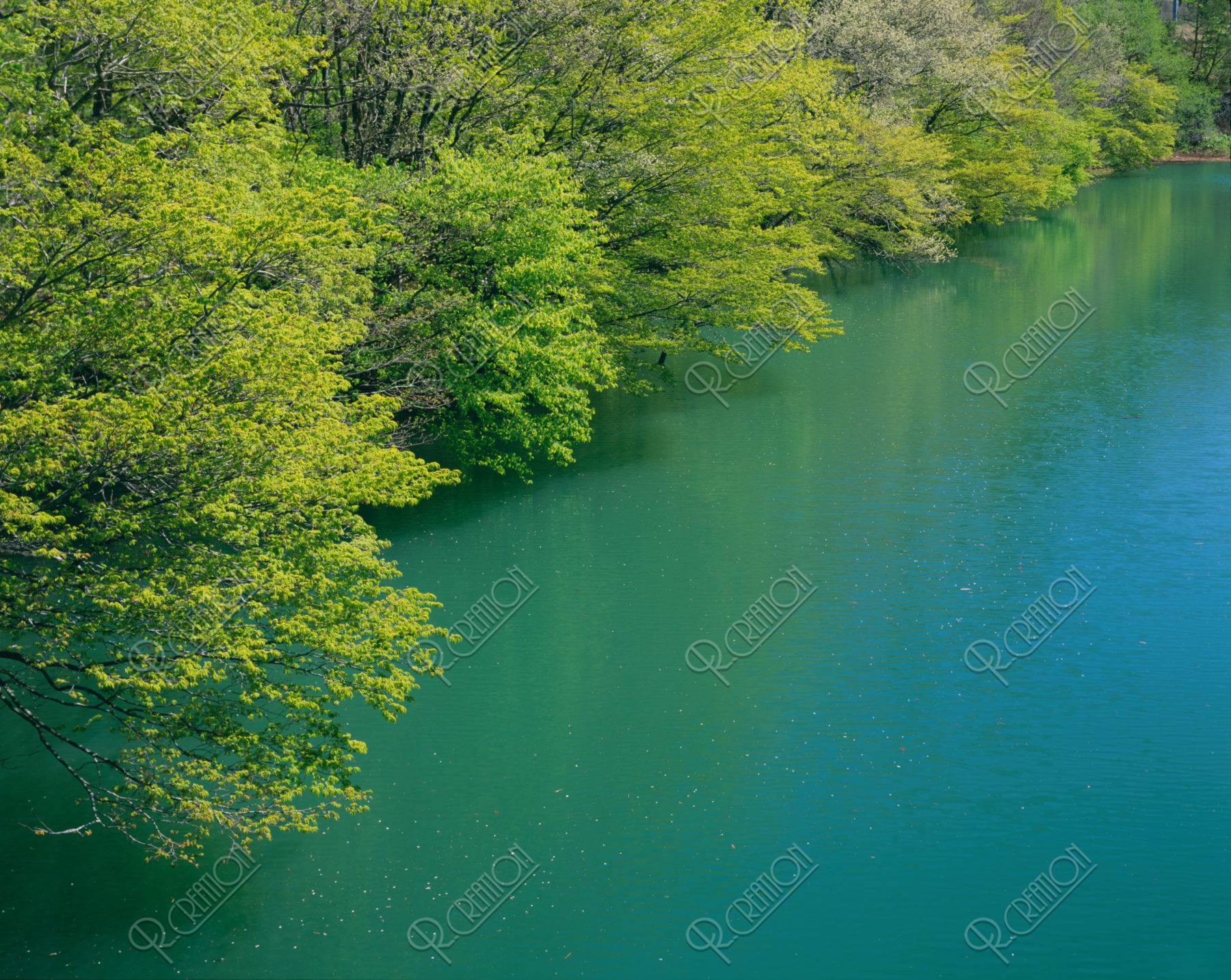 新緑と湖面 錦秋湖