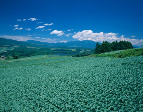 田代湖とキャベツ畑