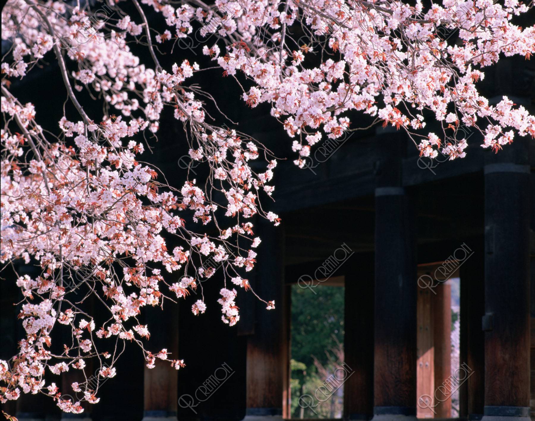 三門と桜