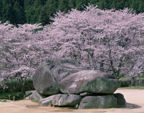 石舞台と桜