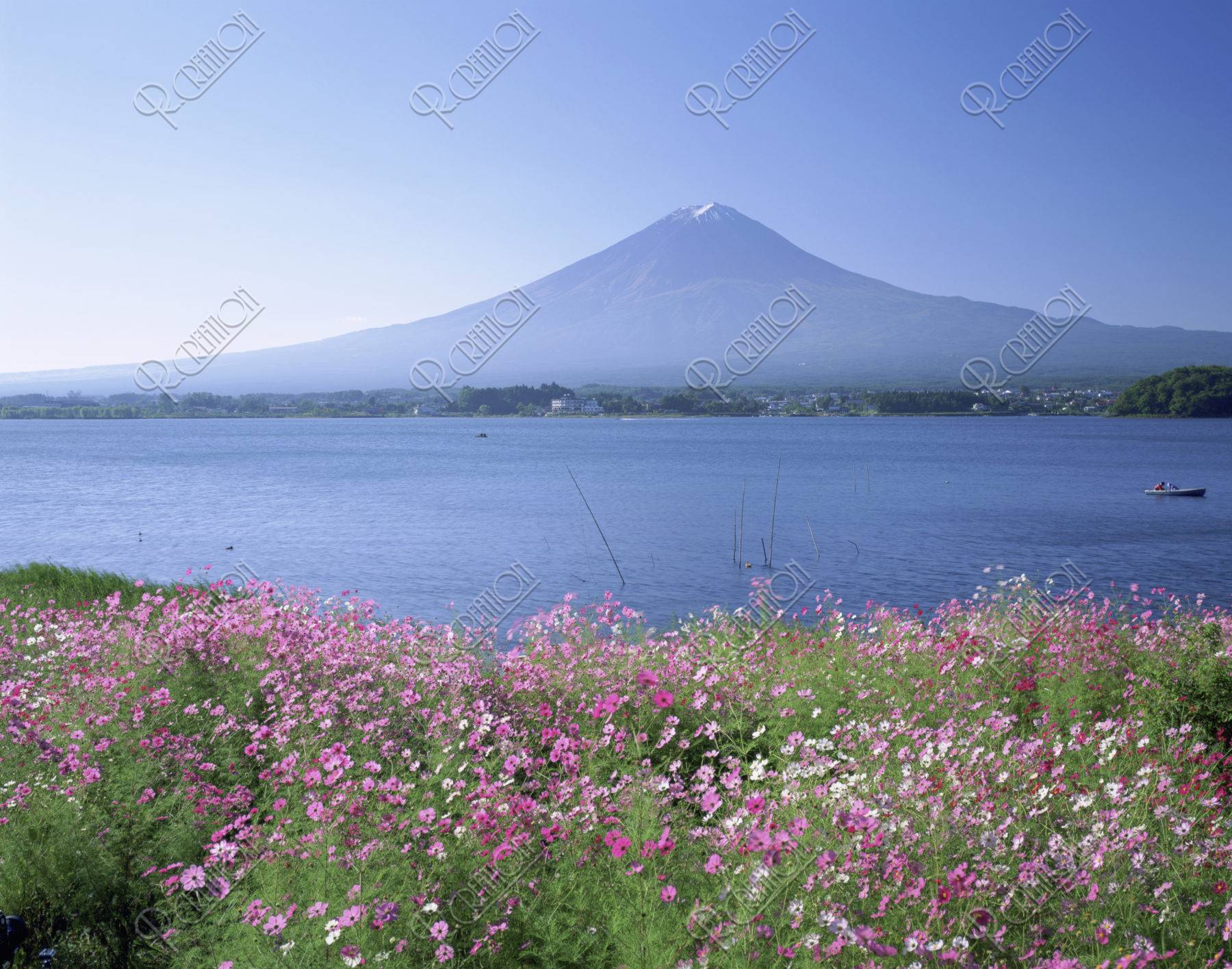コスモスと富士山