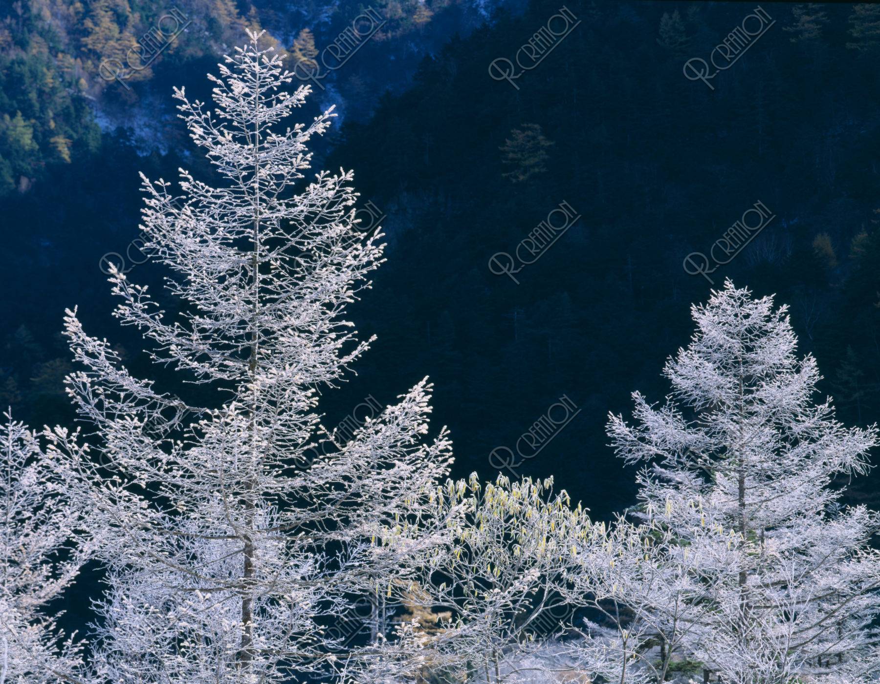 樹に付着する霧氷