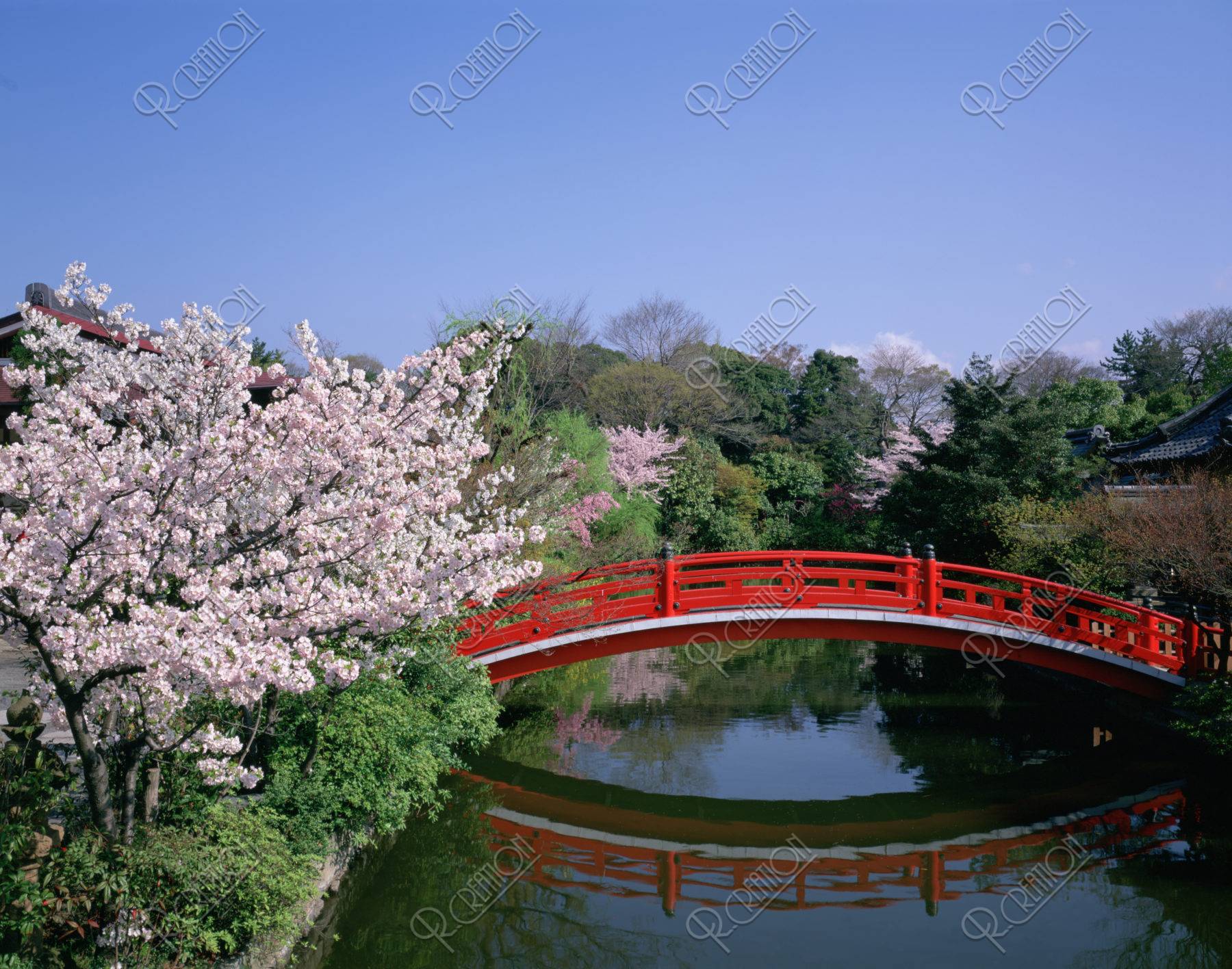 桜咲く神泉苑