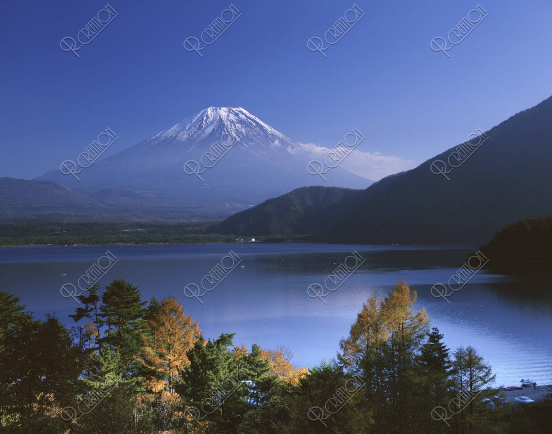 唐松と富士山
