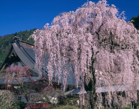 久遠寺の桜