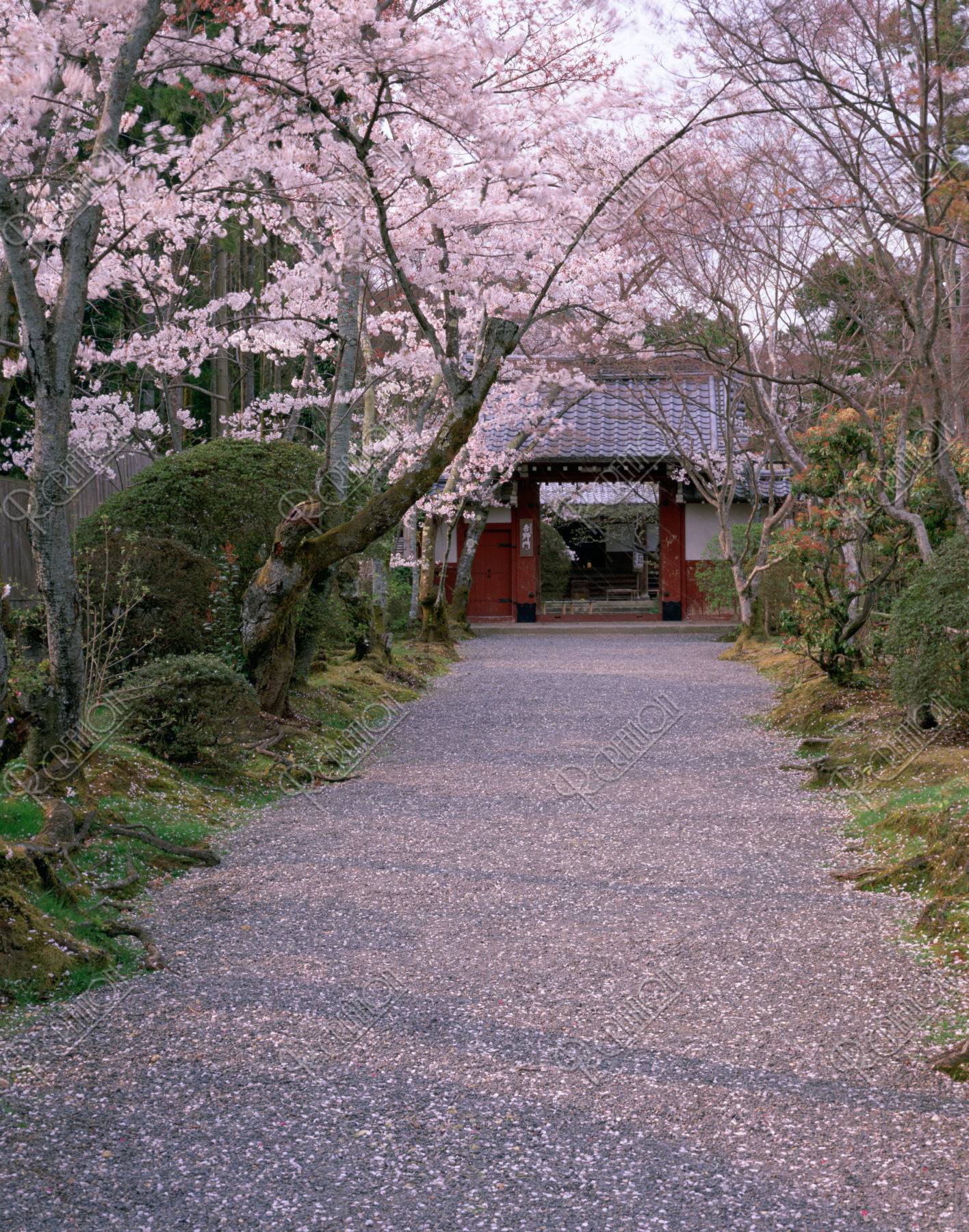 桜と常照寺 吉野門