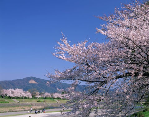桜と賀茂川 大文字山