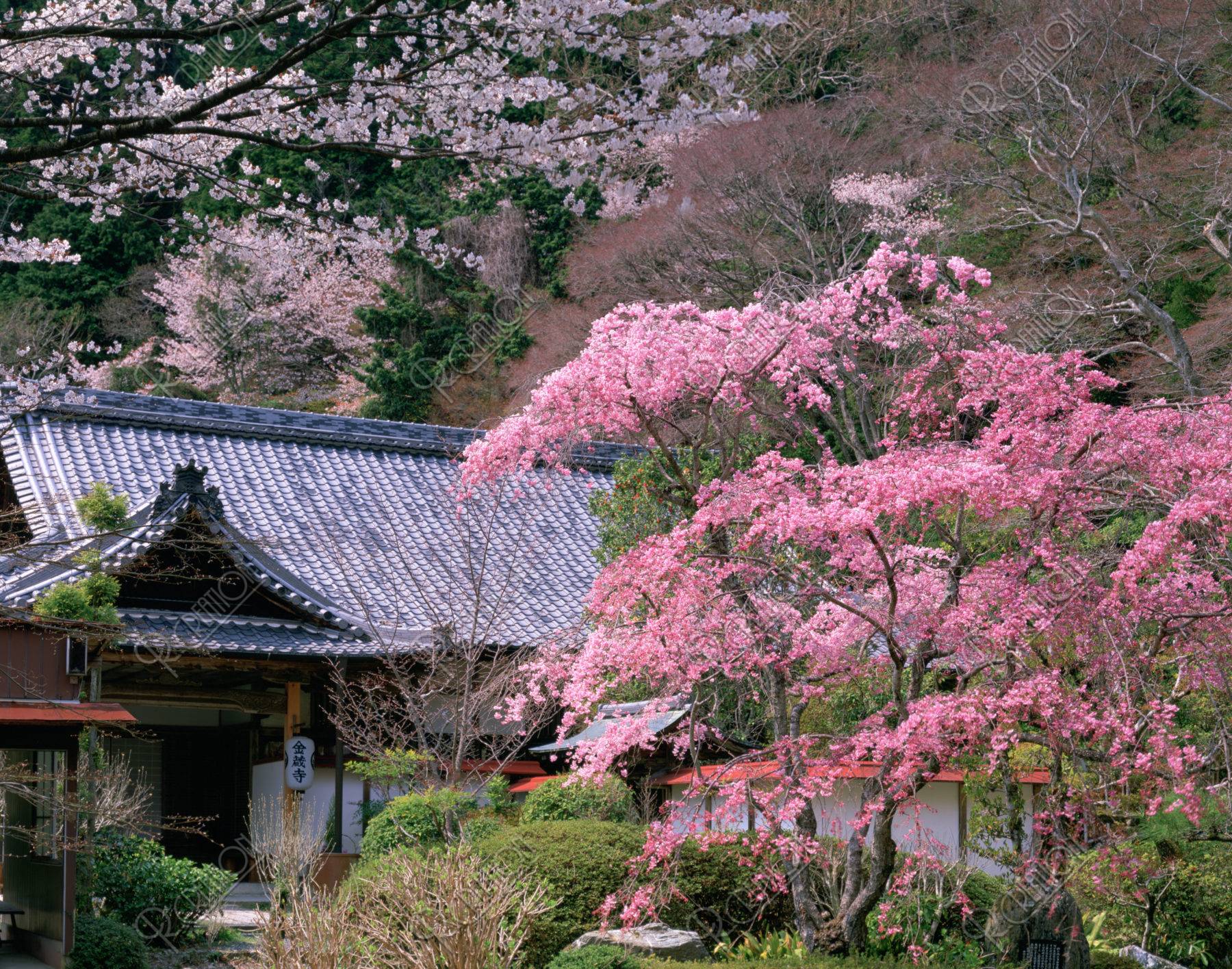 桜と金蔵寺