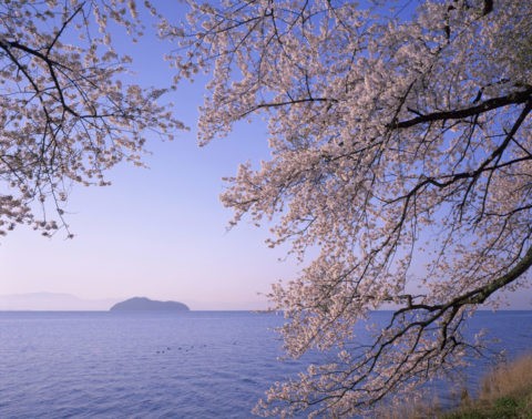 桜と海津大崎の朝