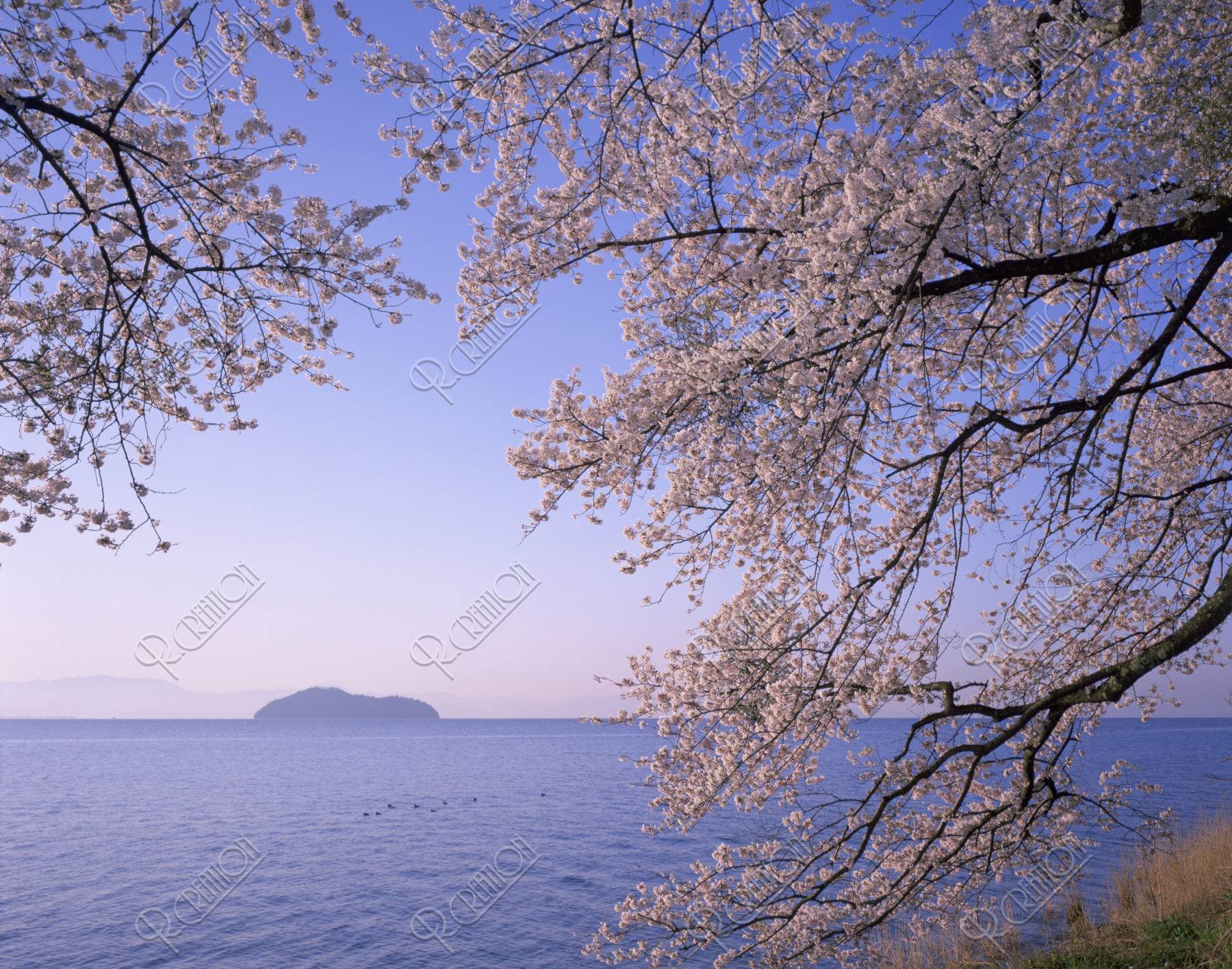 桜と海津大崎の朝