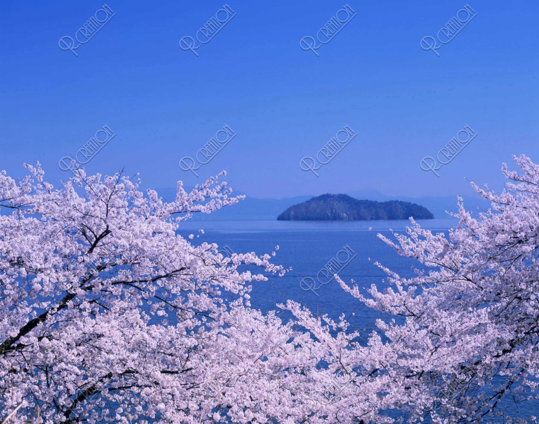 桜と琵琶湖竹生島