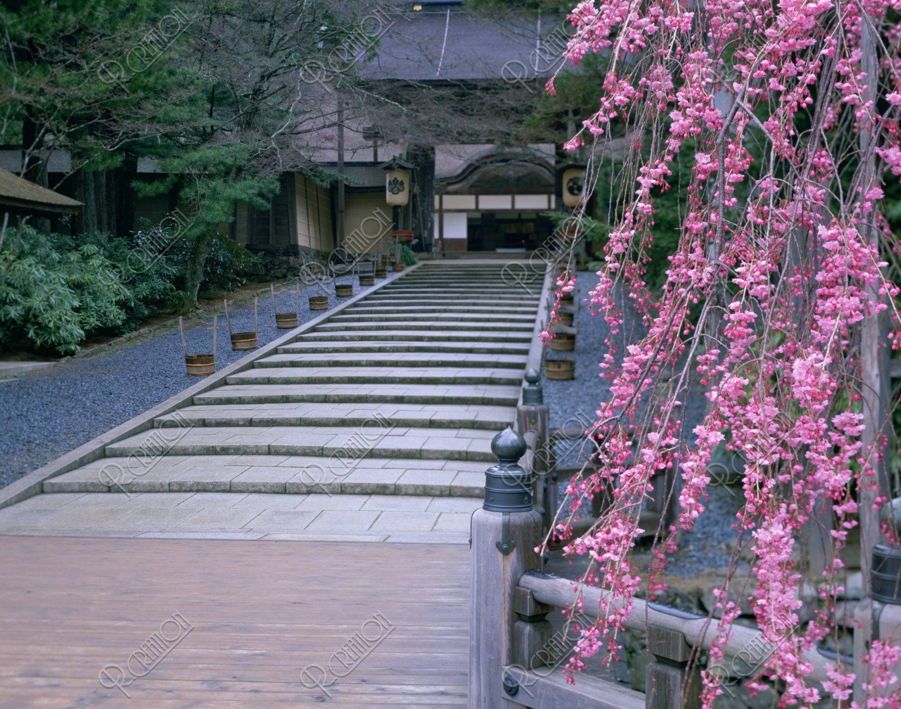 高野山 桜と金剛峯寺