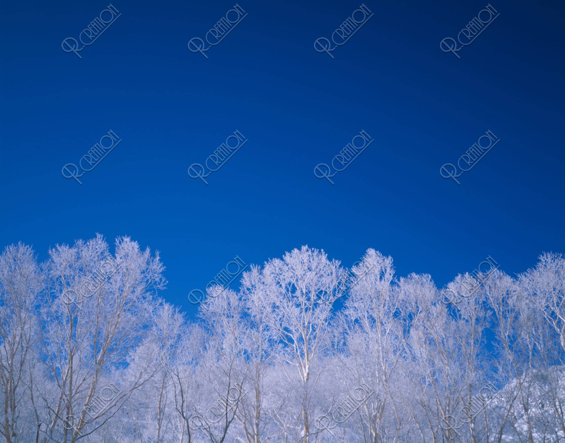 霧氷の樹々