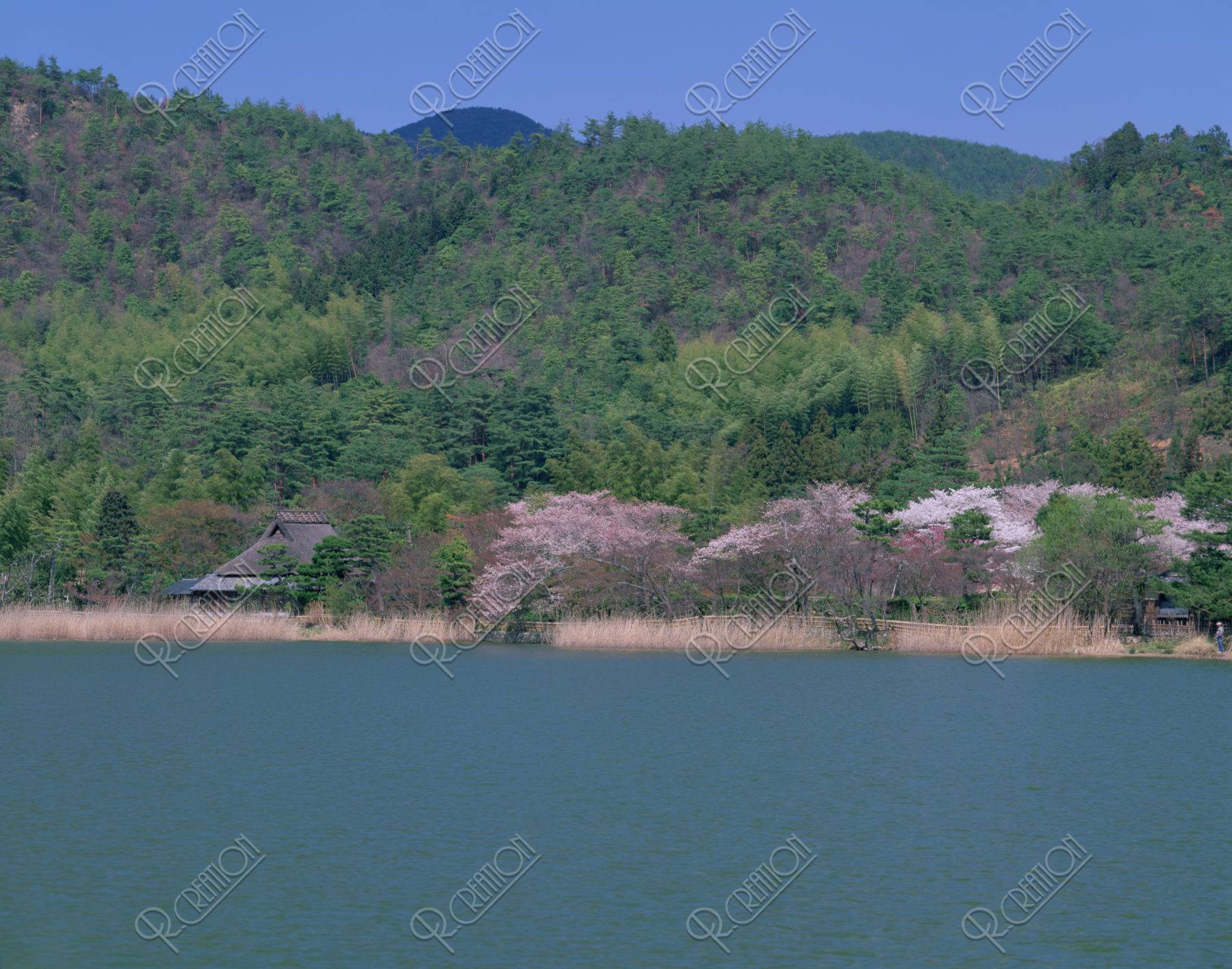 嵯峨野広沢池 桜