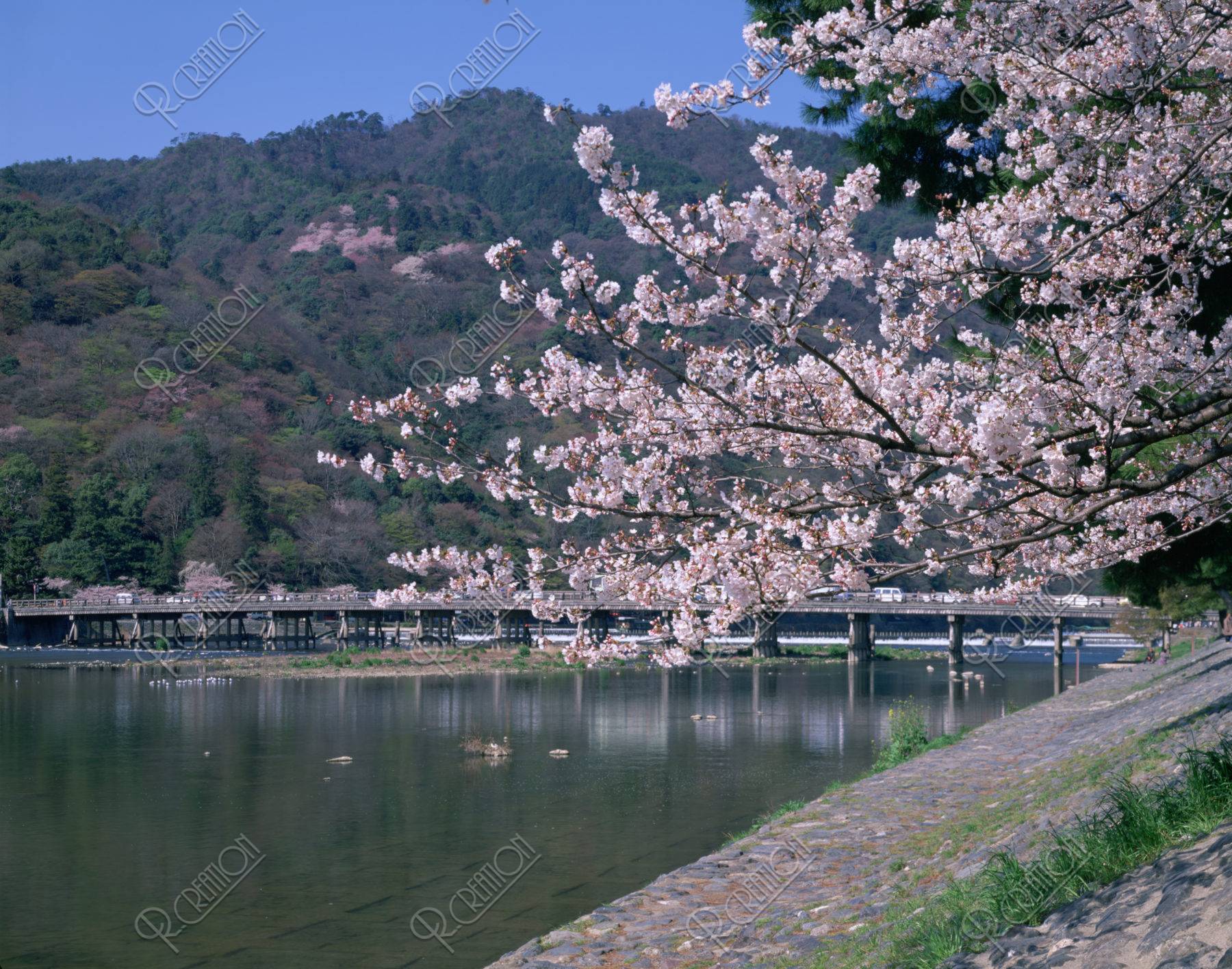 嵐山 渡月橋の桜