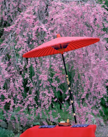 北山 紅枝垂と紅傘