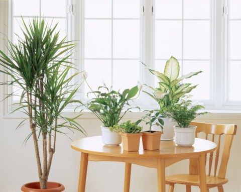 テーブルの上の観葉植物
