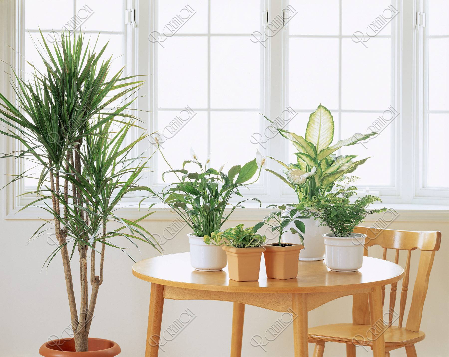 テーブルの上の観葉植物 ストックフォト アールクリエーション