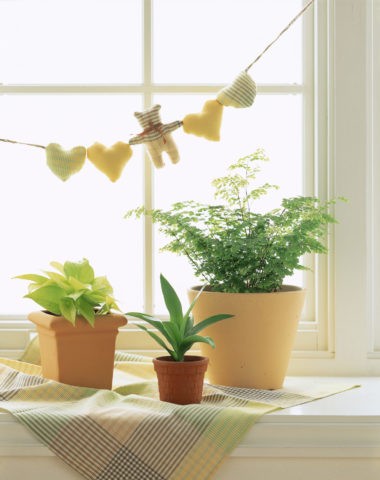 窓辺の観葉植物