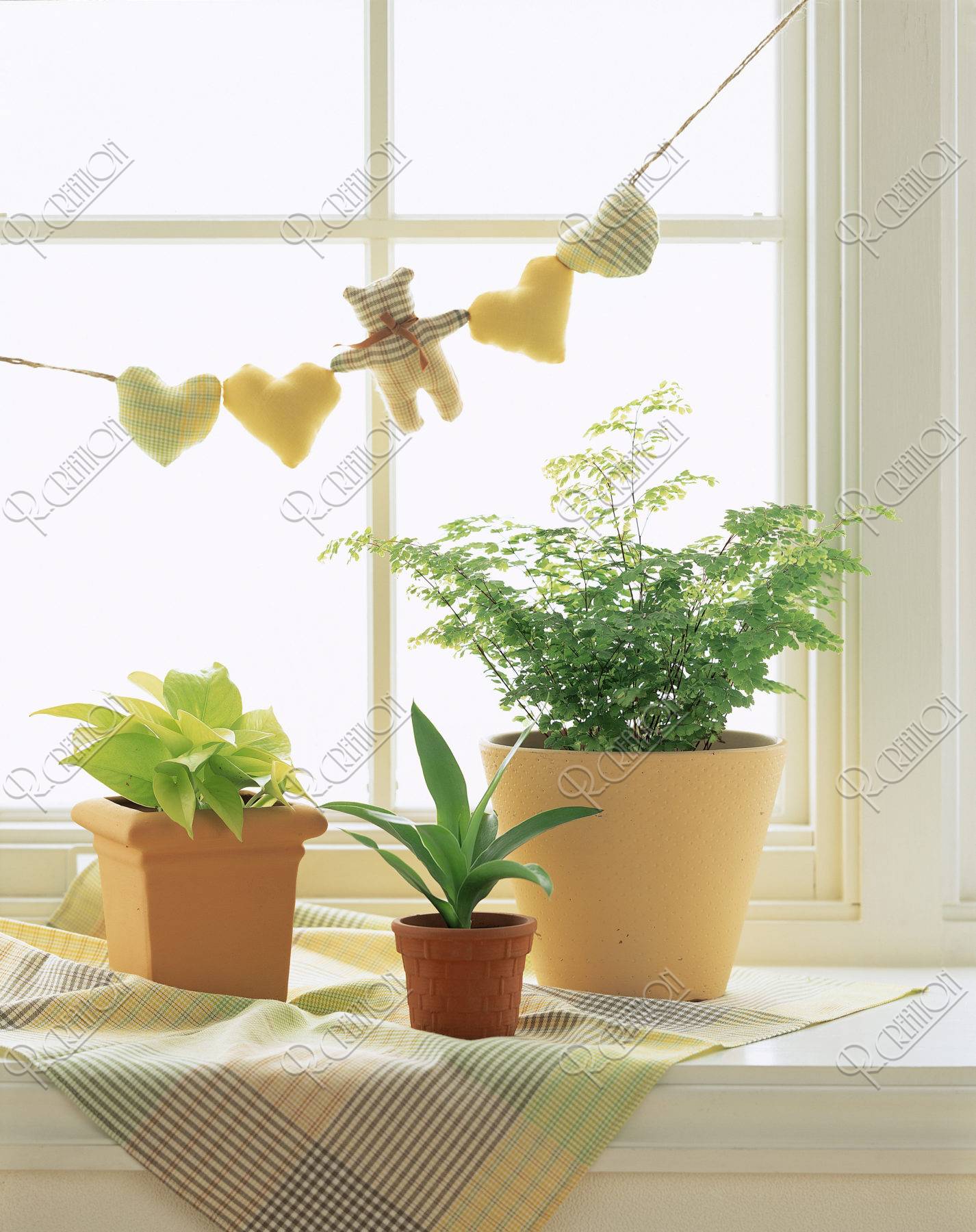 窓辺の観葉植物 ストックフォト アールクリエーション