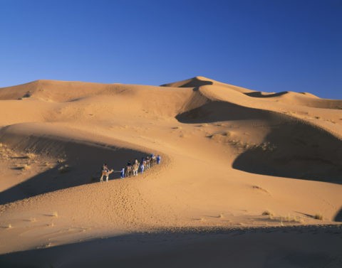 サハラ砂漠を行く観光ラクダ