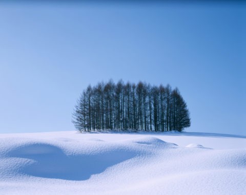 雪原の丘と樹々