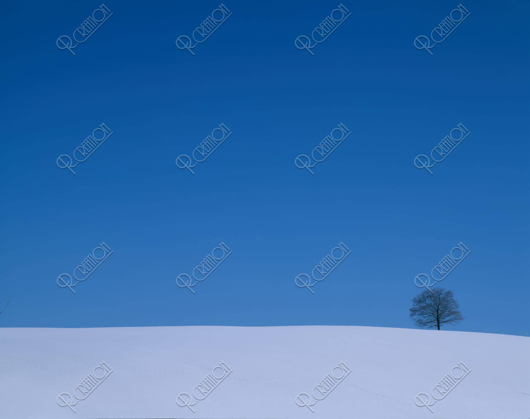 雪原の丘と樹々