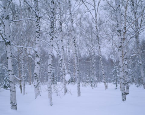 雪の白樺林