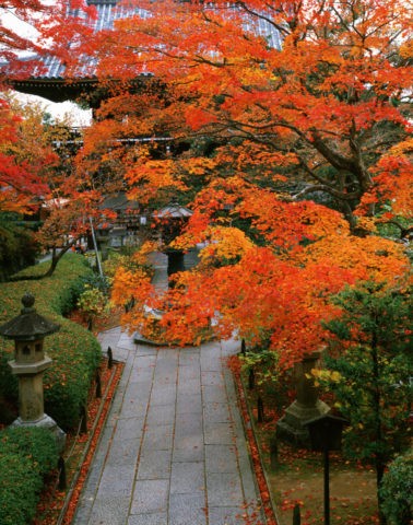 秋の善峰寺 参道