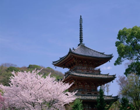 宝積寺 三重塔と桜