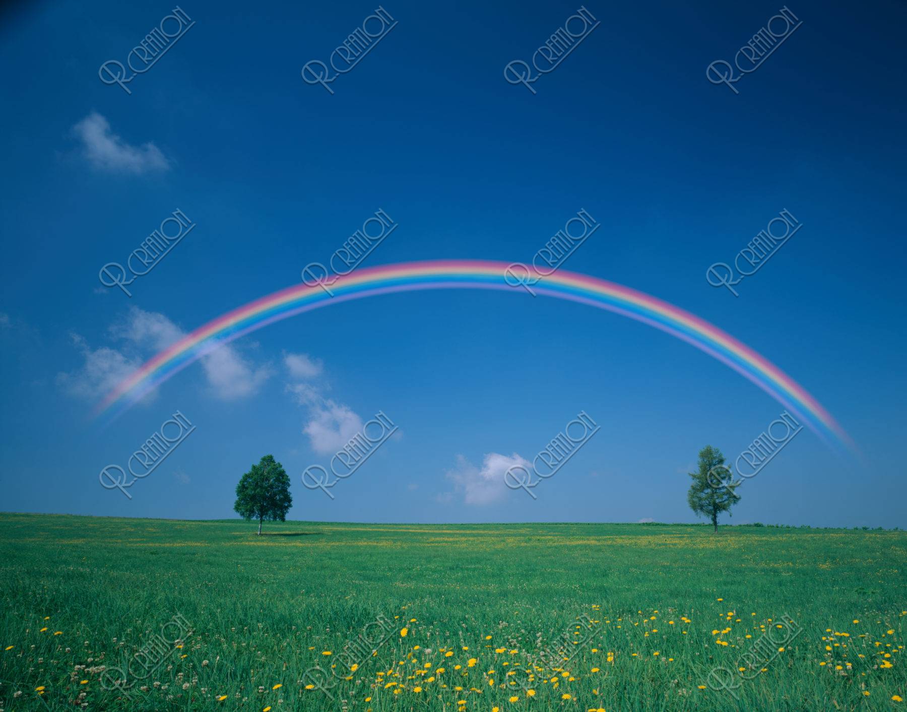 虹と白樺と牧草地（合成）