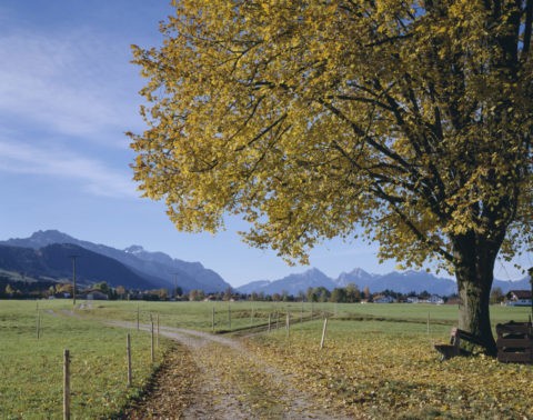 黄葉の樹と道 ドイツ