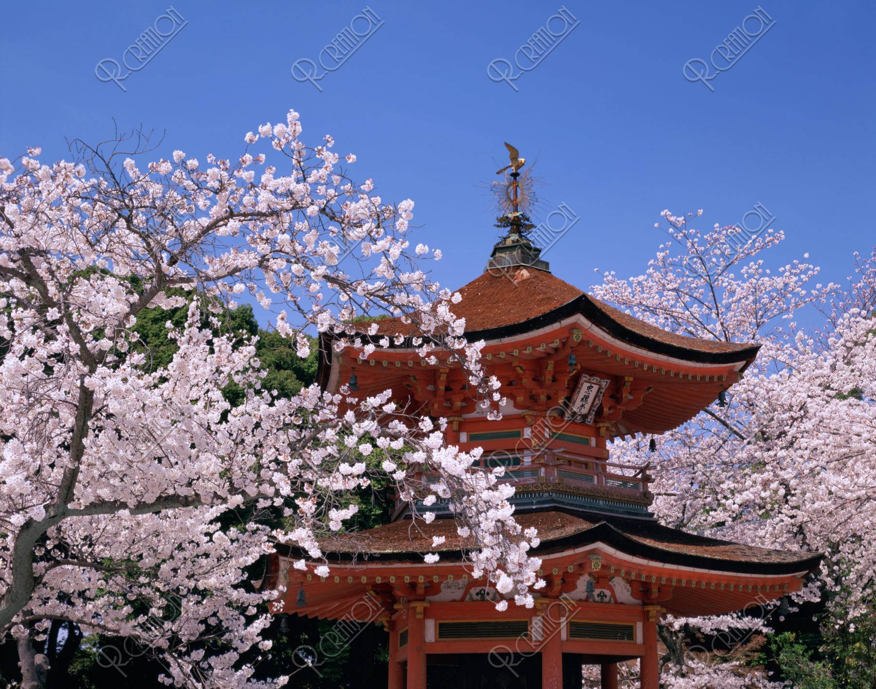 桜と忠魂堂