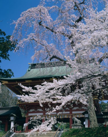 桜と塩竃神社