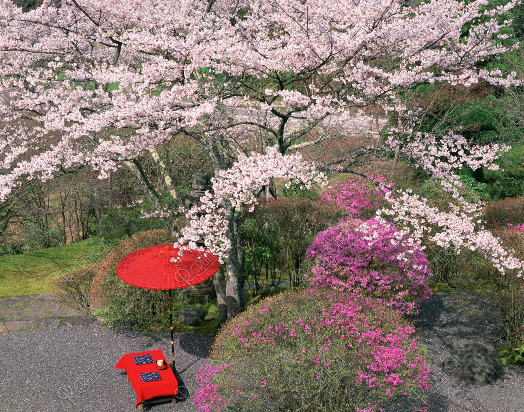 春の白龍園 京都