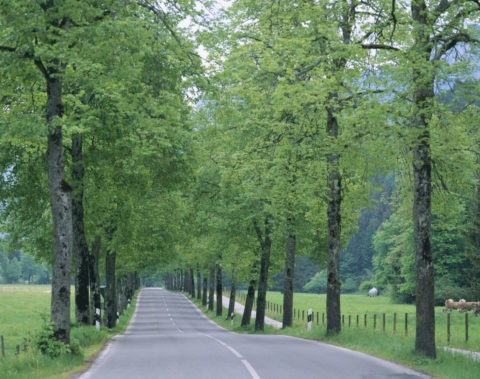 フッセンの並木道 ドイツ