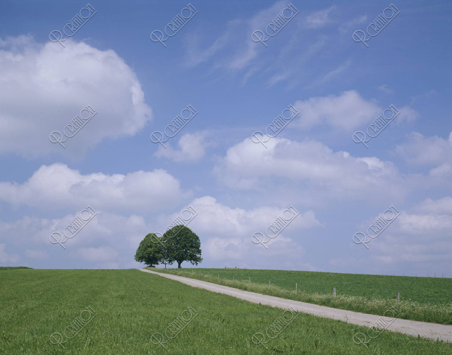 道と樹 フュッセン付近 西ドイツ